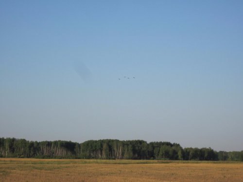 летят в поле журавли