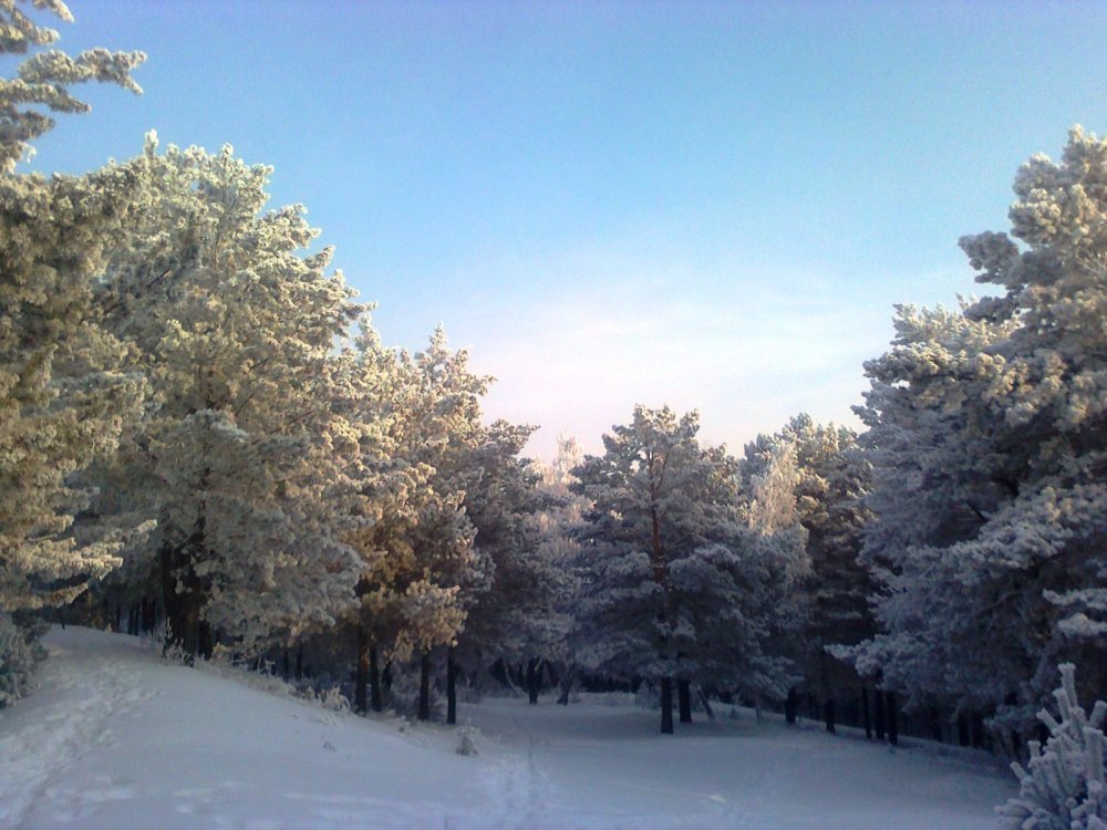 Волшебный зимний лес