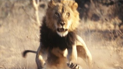 Охота на льва в Африке
