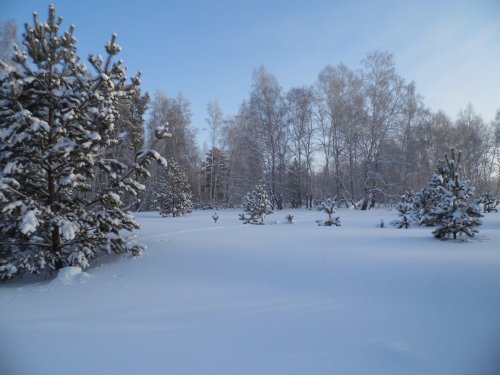 Одинокий след в лесу.