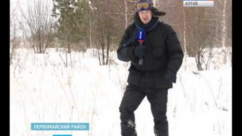 Егеря бьют тревогу: браконьеры на снегоходах истребляют животных в алтайских лесах