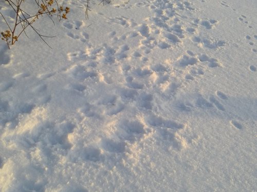 Заячья дискотека.