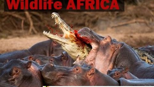 Удивительная Африка Охота Видео
