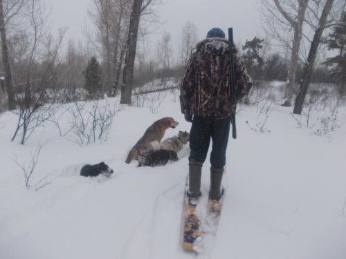 Собакам тоже лыжи нужны!