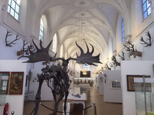 Музей охотников в Мюнхене 5