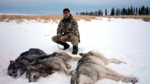 видео об охоте на волков