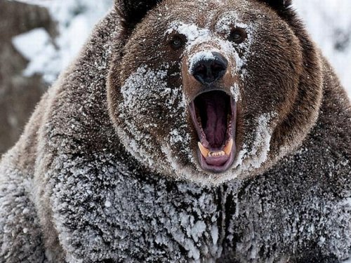 Убив медведя, браконьер сфотографировался с ним и выложил в соцсети