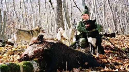 Охота на кабана и косулю. Из цикла |Охота и рыбалка в регионах России|
