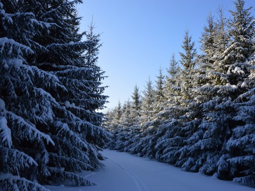 Зимний лес красив