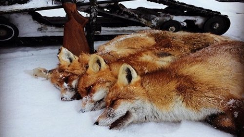 Охота на лису с Валерием Кузенковым