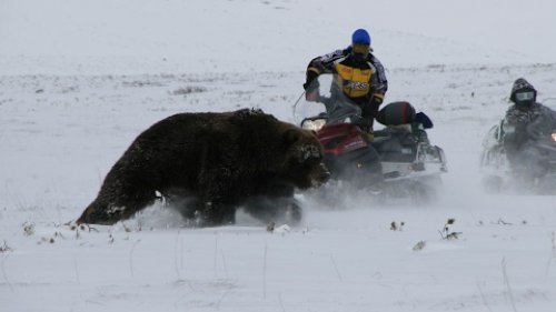 Охота на медведя со Снегохода