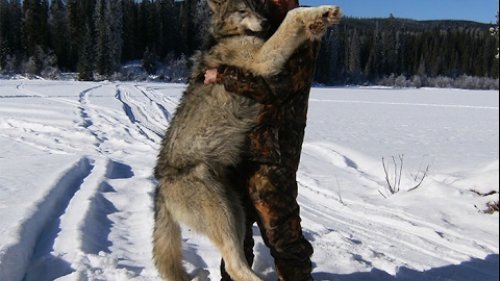 Охота на волка с гончими