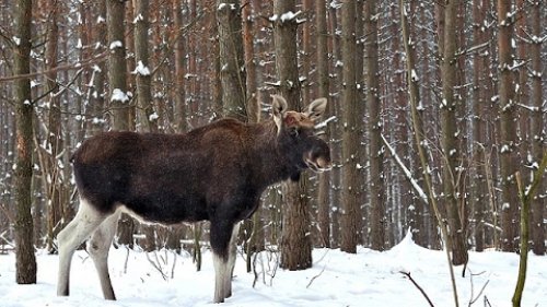 Охота без оружия! Капканный промысел.
