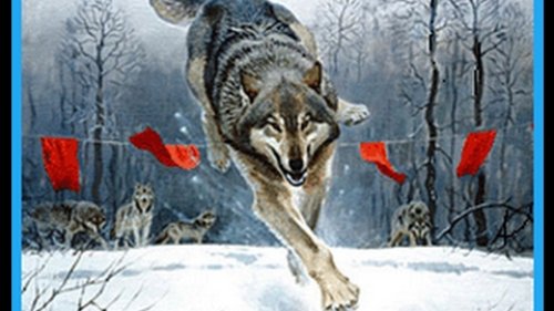 Охота на волка с флажками