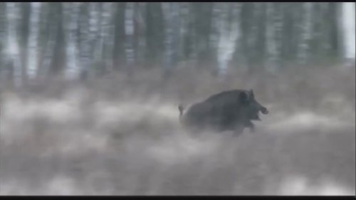 Большая Белорусская охота.  1-я серия. Hunting in Belarus