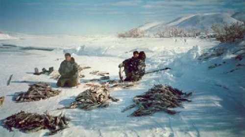 Хрупкая Тайга. Эвенкийская пастораль.