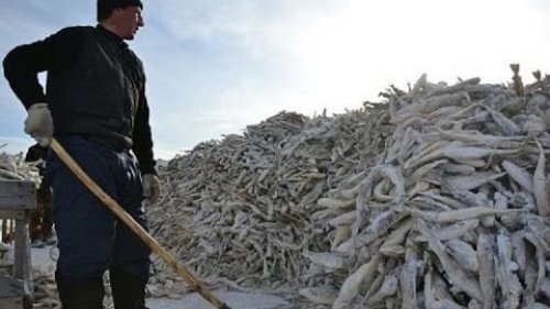 Ловля рыбы на жерлицы! Рыбалка мечты.