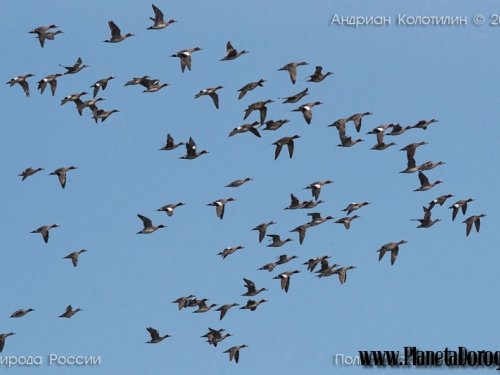 Изучение птиц в Тюменской области