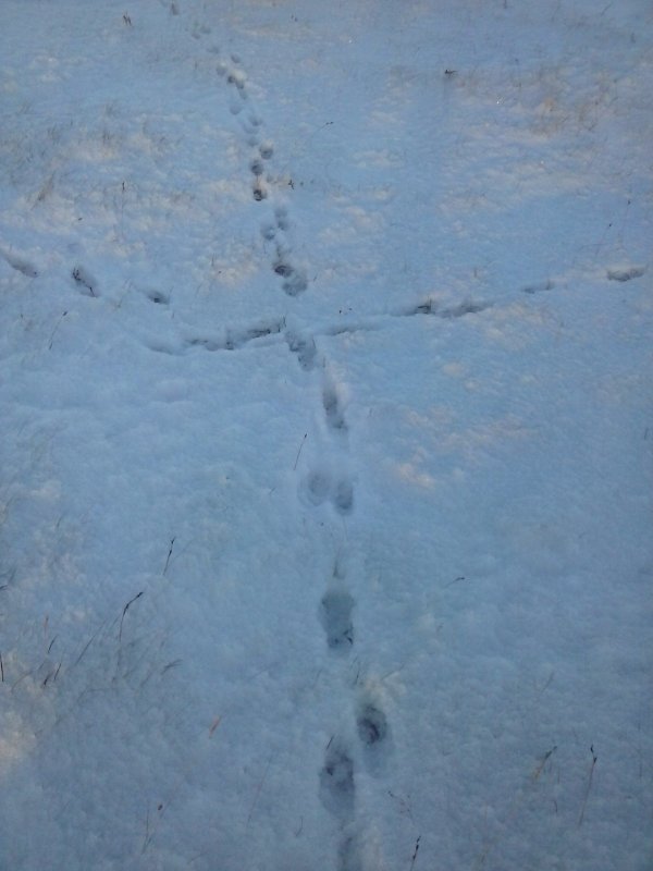 Лисьи следы прилагательное. Следы песца. Следы лисы на снегу.