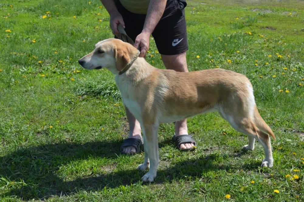 Русский гончий выжлец. Каролинская гончая. Русский гончий выжлец. Выжлец чепрачный. Каролинская гончая.