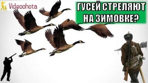 А стреляют ли наших гусей и уток на зимовке МИЛЛИОНАМИ?