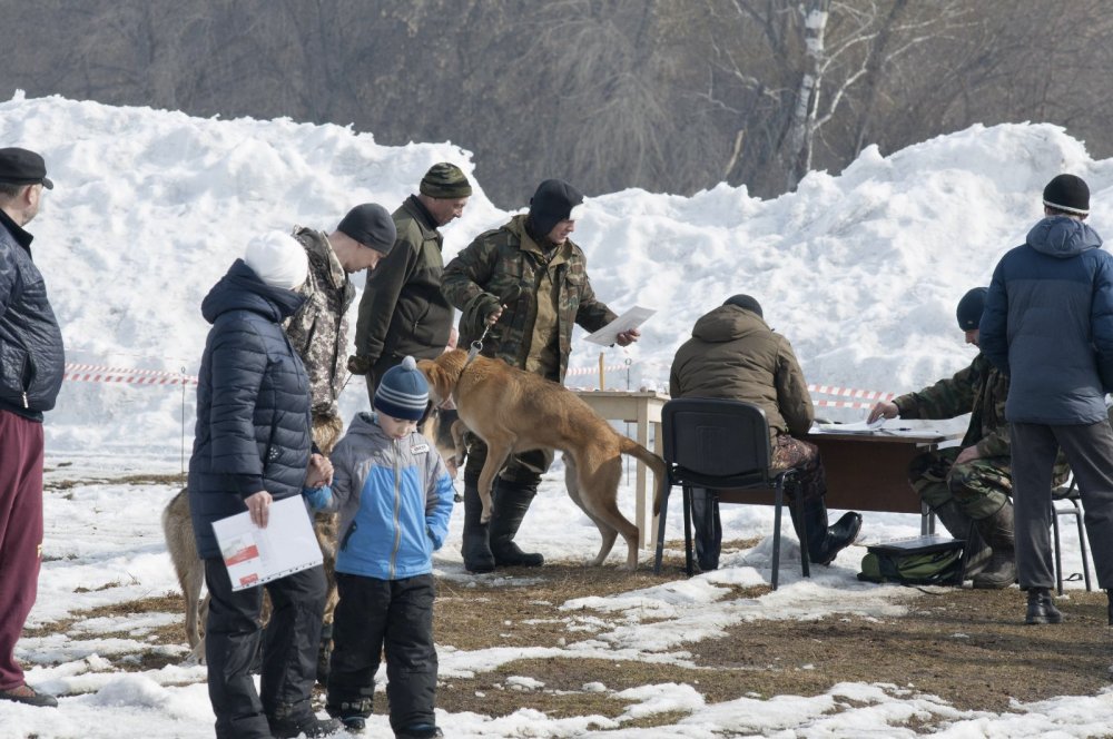 25 Марта 2017 г. Выставка собак охотничьих пород, Осинники.