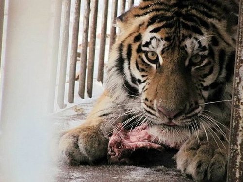 Амурский тигр Упорный погиб в схватке с другим хищником