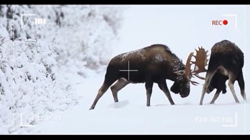 Драка между двумя лосями. A fight between two elk.
