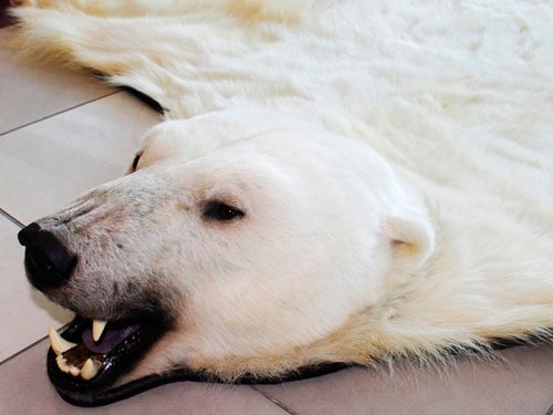 Браконьеры продают шкуры белого медведя в сети Интернет