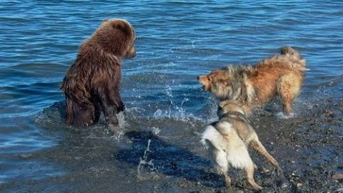 Уральская охота на Медведя!