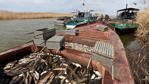 Рыболовный промысел на Севере. Улов коренных народов!
