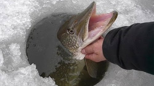 Ловля хищников со льда! Долгожданная рыбалка.