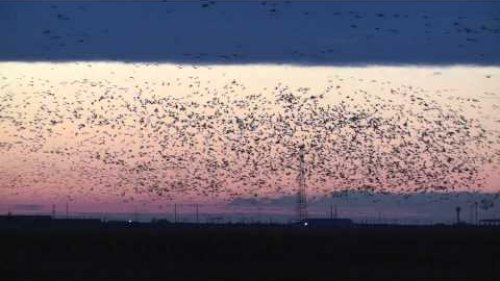Скопление гусей в Северном Казахстане