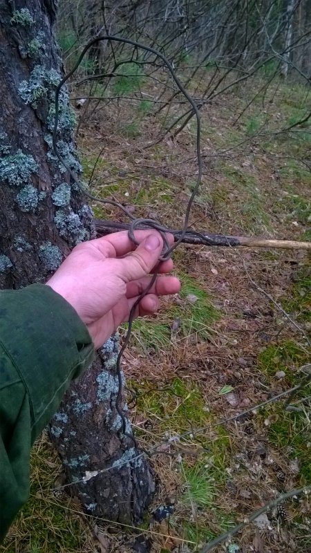 Нашли вросшую в дерево петлю