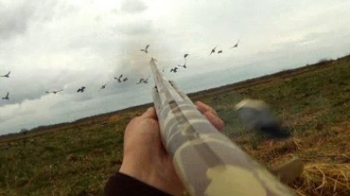 Охота на гуся в Белоруссии