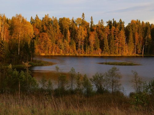 Новгородская область, Окуловский район, озеро Поддубское.