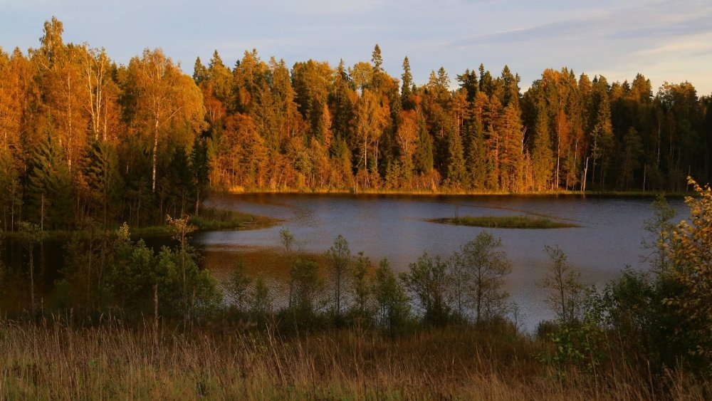 Новгородская область, Окуловский район, озеро Поддубское.