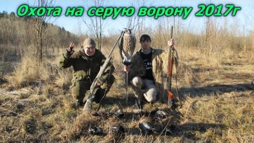 Охота на серую ворону 2017. Охота на серую ворону в Украине. Crow hunting 2017.