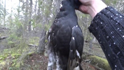 Охота на тетерева,на рябчика+мое мнение о ружье CZ mallard.
