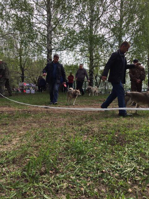 Выставка охотничьих собак г. Кемерово