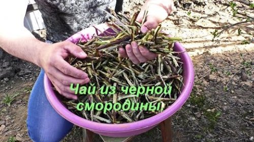 Чая из веток черной смородины. Витаминный напиток. Рецепт.Full HD 1080p