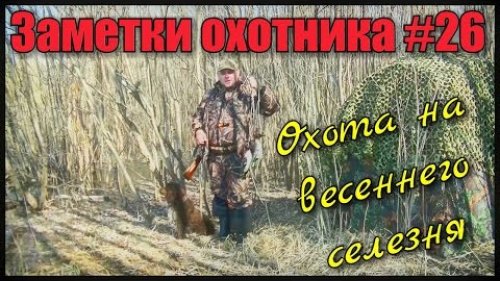 Охота на весеннего селезня с манком и чучелами