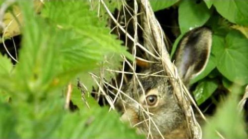 Зайчонок в траве. Заяц-русак. Hare in the grass