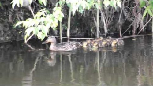 Duck with ducklings. Утята на речке