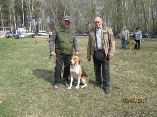 ДОБЫЧКА 45 Новосибирска обл.выставка собак охотничьей породы.
