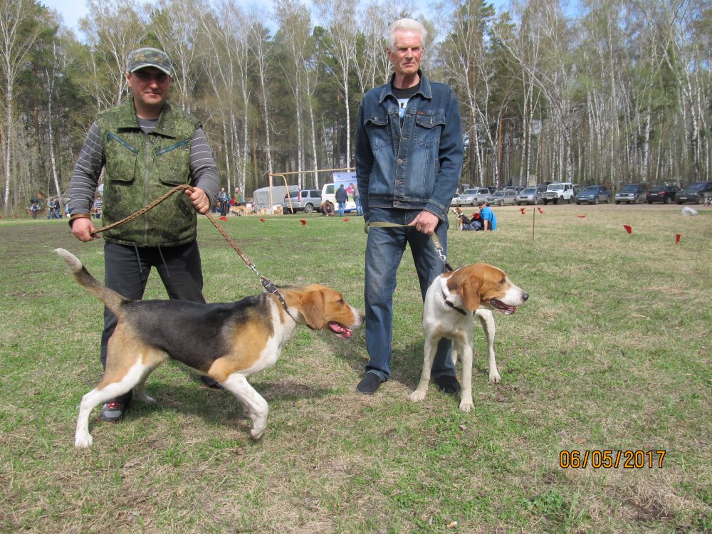 ДОБЫЧКА и ПЛАКСА 45 Новосибирска обл.выставка собак охотничьей породы.