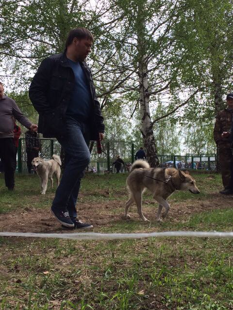 Выставка охотничьих собак г. Кемерово
