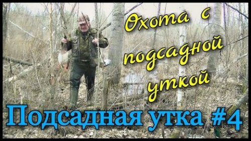 Подсадная утка и охота с ней #4. Охота весной, на весеннего селезня с подсадной уткой.