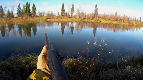 Охота на утку с подхода, с ружьем МР-155 L-750, на севере Республики Коми. Хохлатая чернеть.