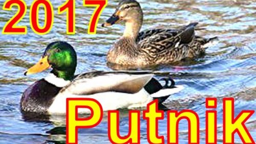 Охота на уток 2017